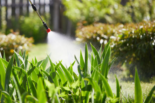 24/7 Emergency Termite Control experts in Tybee Island, GA